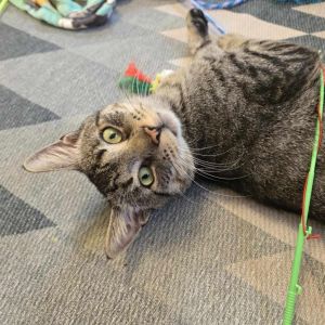 Seymour, Adult Male Domestic Short Hair