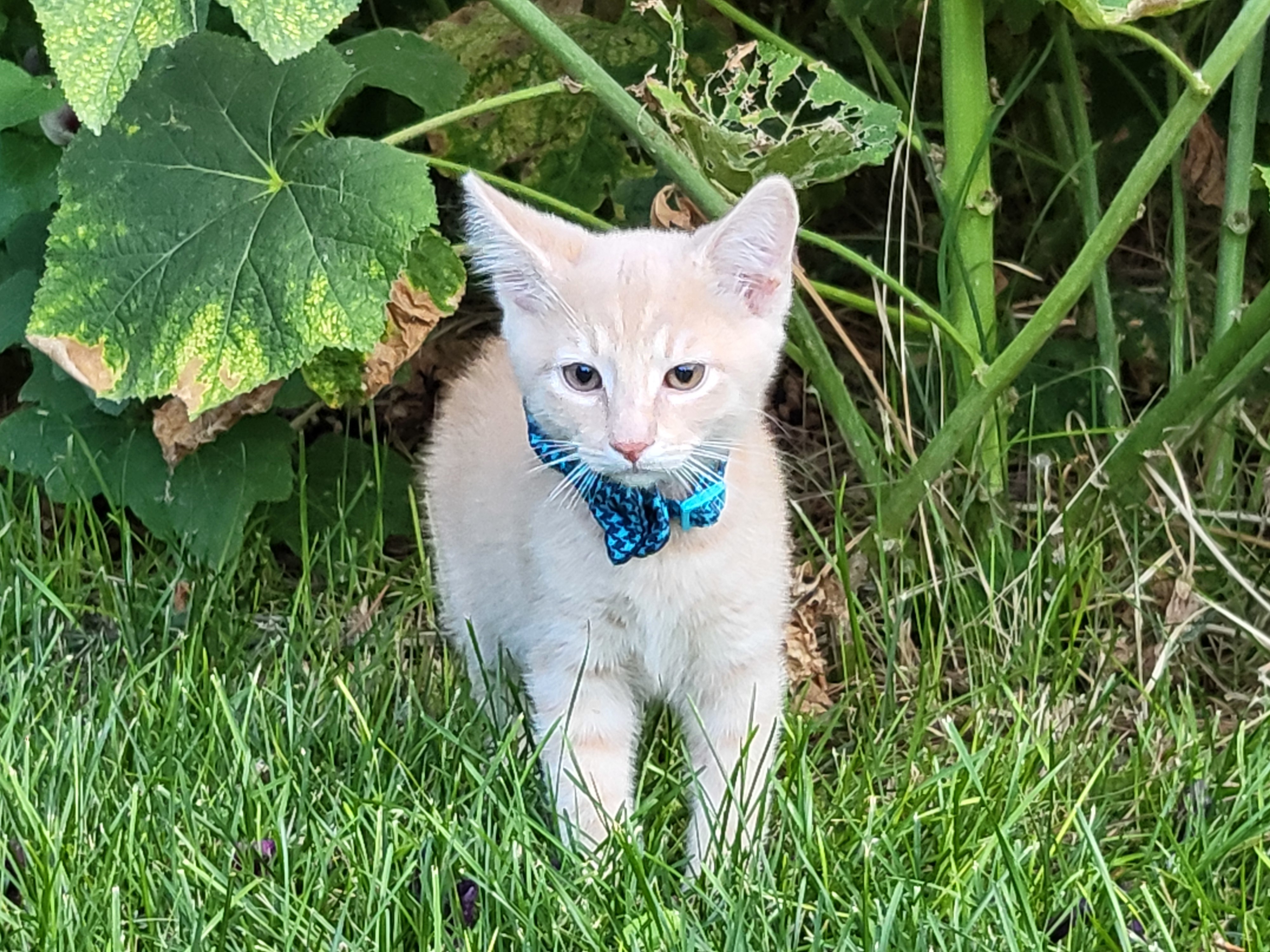 Simkim, an adoptable Domestic Short Hair in Twin Falls, ID, 83301 | Photo Image 1