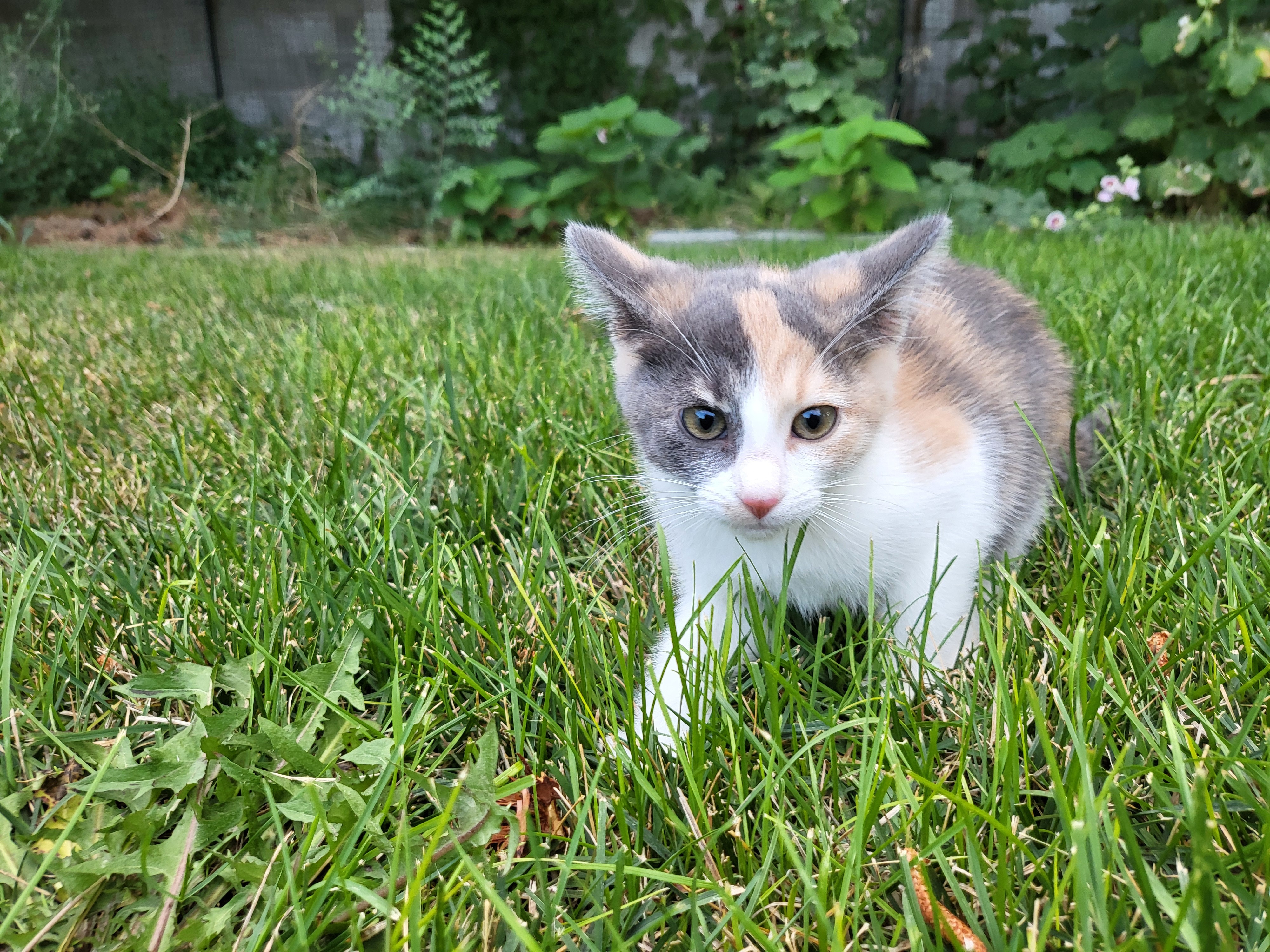 Tiria, an adoptable Domestic Short Hair in Twin Falls, ID, 83301 | Photo Image 3