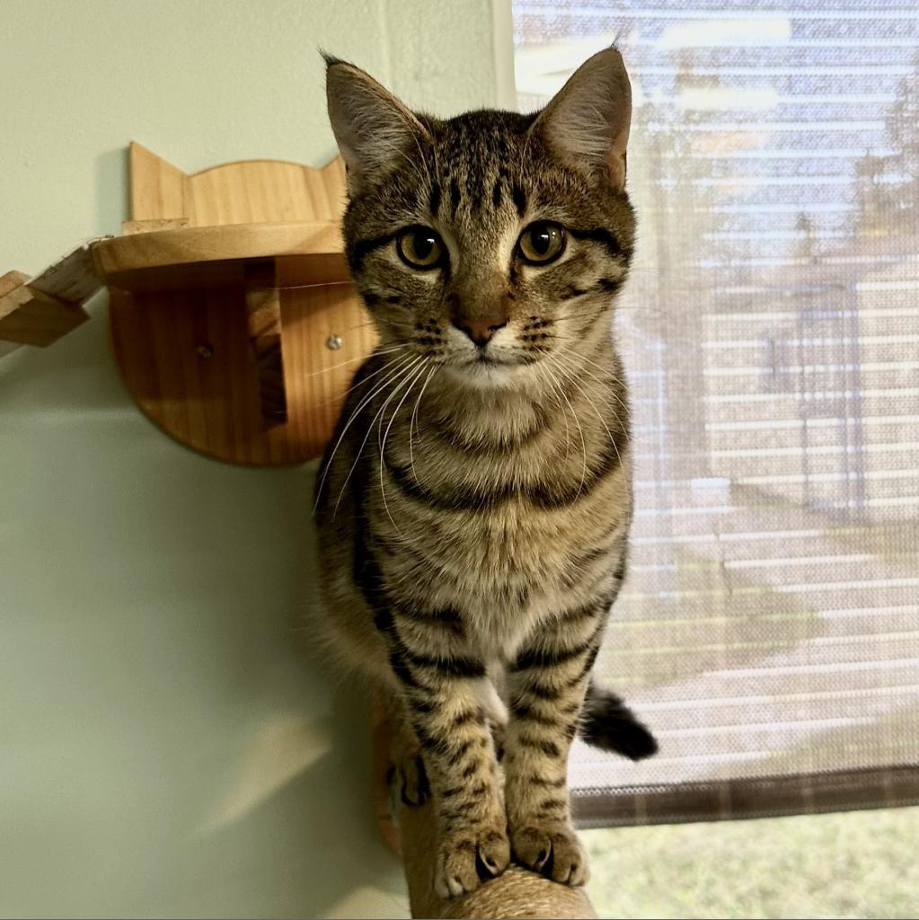 Vallarta, an adoptable Domestic Short Hair in Priest River, ID, 83856 | Photo Image 1