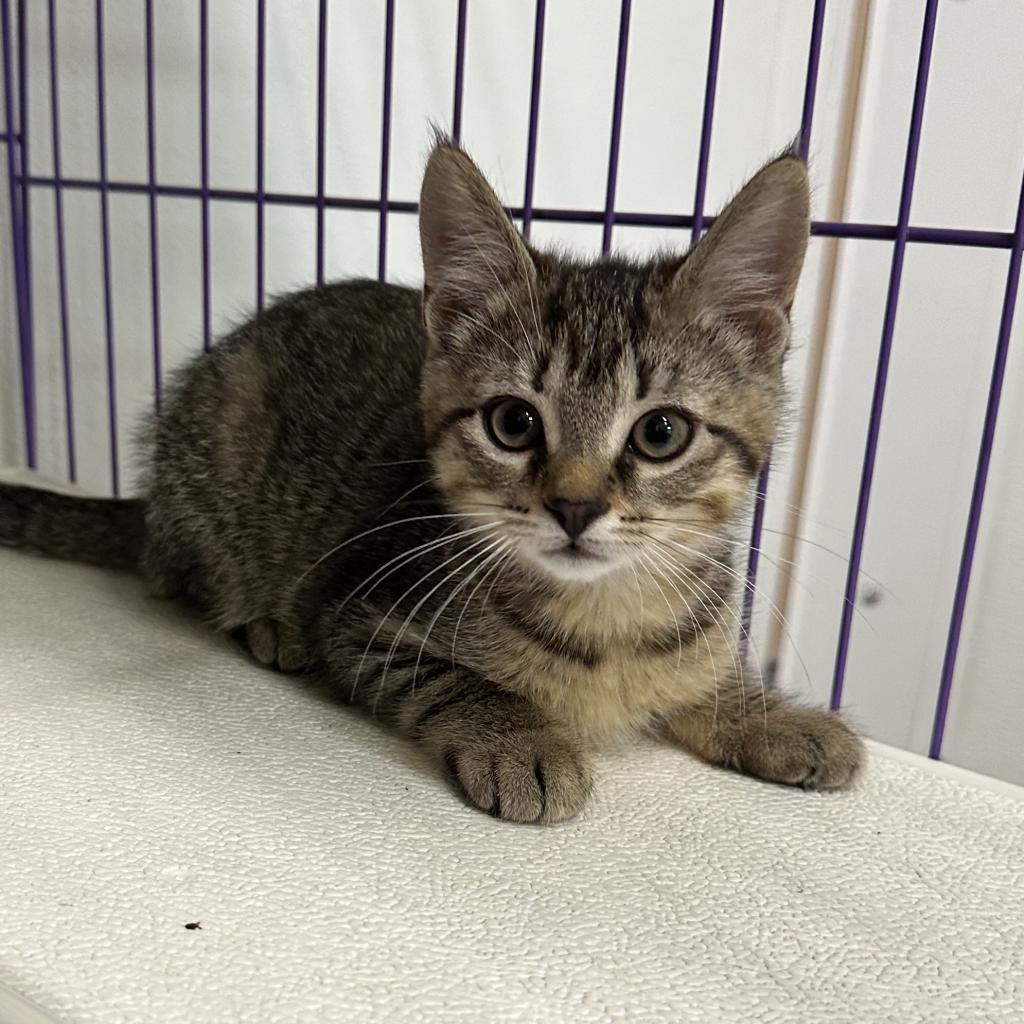 Vallarta, an adoptable Domestic Short Hair in Priest River, ID, 83856 | Photo Image 2