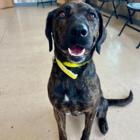 Bailey, an adoptable Plott Hound, Mixed Breed in Idaho Falls, ID, 83402 | Photo Image 1