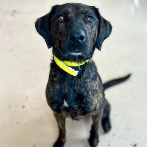 Bailey, an adoptable Plott Hound, Mixed Breed in Idaho Falls, ID, 83402 | Photo Image 2