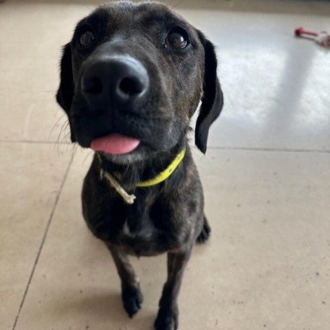 Bailey, an adoptable Plott Hound, Mixed Breed in Idaho Falls, ID, 83402 | Photo Image 3