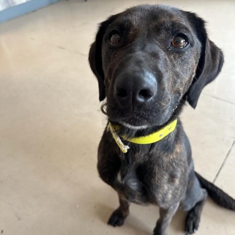 Bailey, an adoptable Plott Hound, Mixed Breed in Idaho Falls, ID, 83402 | Photo Image 4