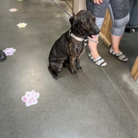 Bailey, an adoptable Plott Hound, Mixed Breed in Idaho Falls, ID, 83402 | Photo Image 5