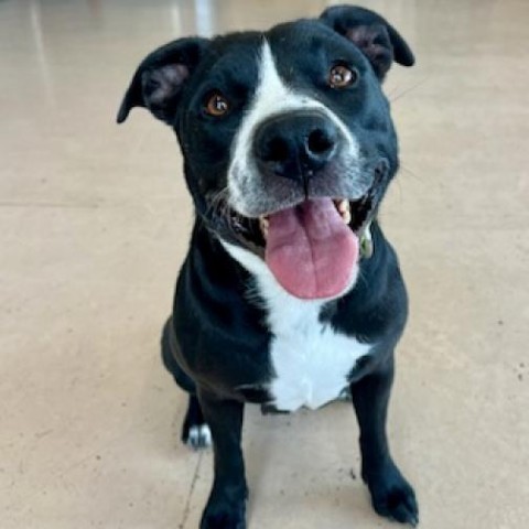 NayNay, an adoptable Pit Bull Terrier, Labrador Retriever in Idaho Falls, ID, 83402 | Photo Image 1