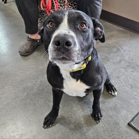 NayNay, an adoptable Pit Bull Terrier, Labrador Retriever in Idaho Falls, ID, 83402 | Photo Image 2