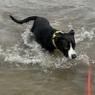 NayNay, an adoptable Pit Bull Terrier, Labrador Retriever in Idaho Falls, ID, 83402 | Photo Image 3