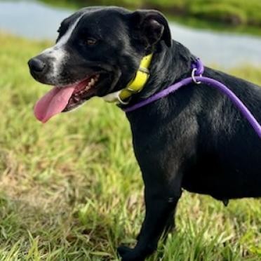 NayNay, an adoptable Pit Bull Terrier, Labrador Retriever in Idaho Falls, ID, 83402 | Photo Image 3