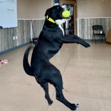 NayNay, an adoptable Pit Bull Terrier, Labrador Retriever in Idaho Falls, ID, 83402 | Photo Image 4