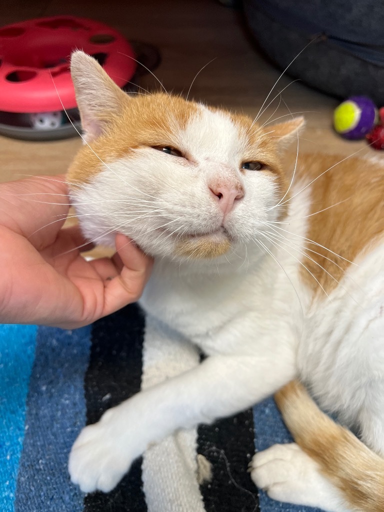 Squeakers, an adoptable Domestic Short Hair in Corpus Christi, TX, 78414 | Photo Image 1