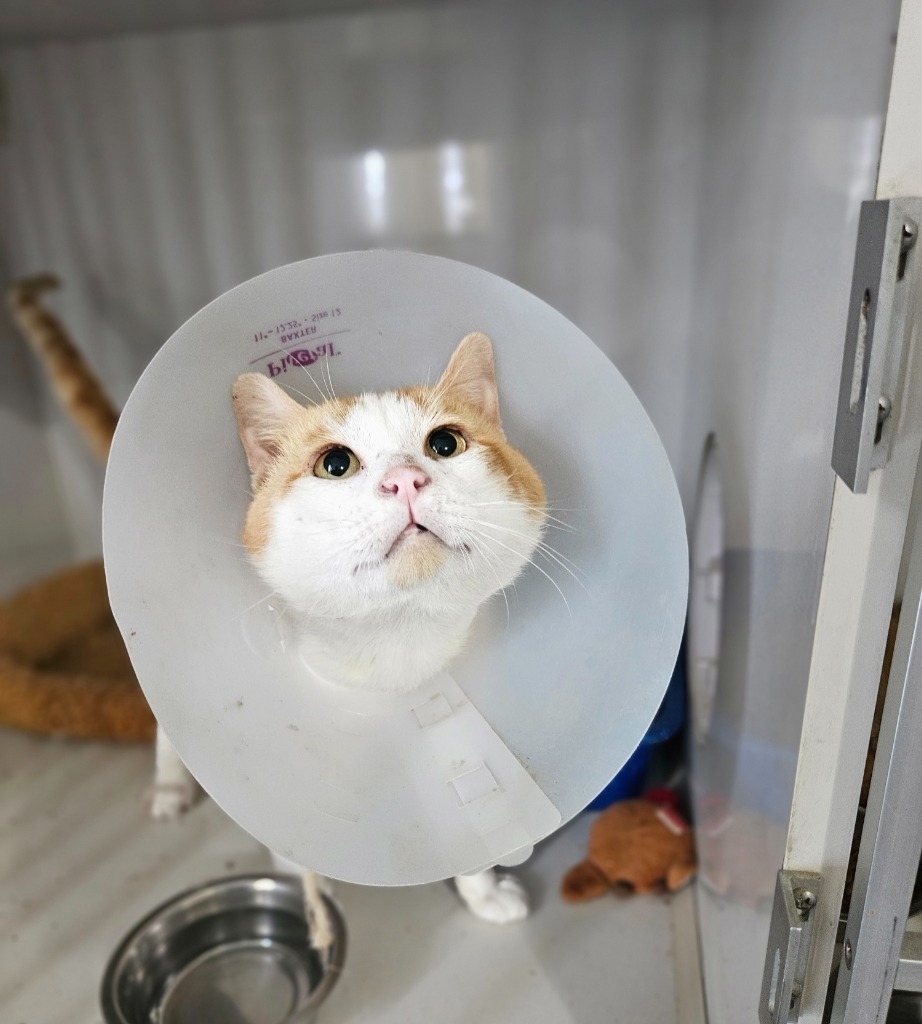 Squeakers, an adoptable Domestic Short Hair in Corpus Christi, TX, 78414 | Photo Image 2
