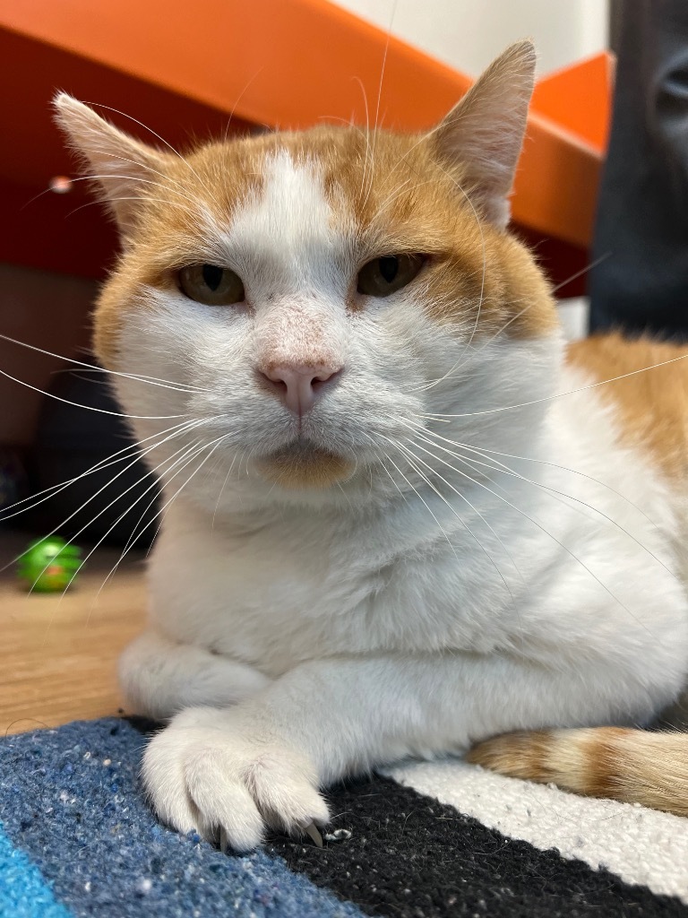Squeakers, an adoptable Domestic Short Hair in Corpus Christi, TX, 78414 | Photo Image 3