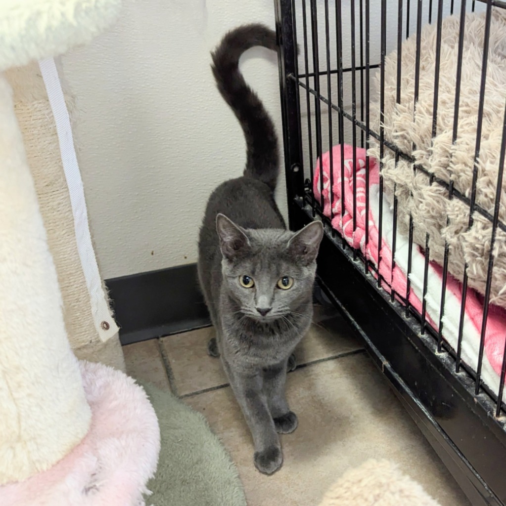 Betty, an adoptable Domestic Short Hair in Sunrise Beach, MO, 65079 | Photo Image 1