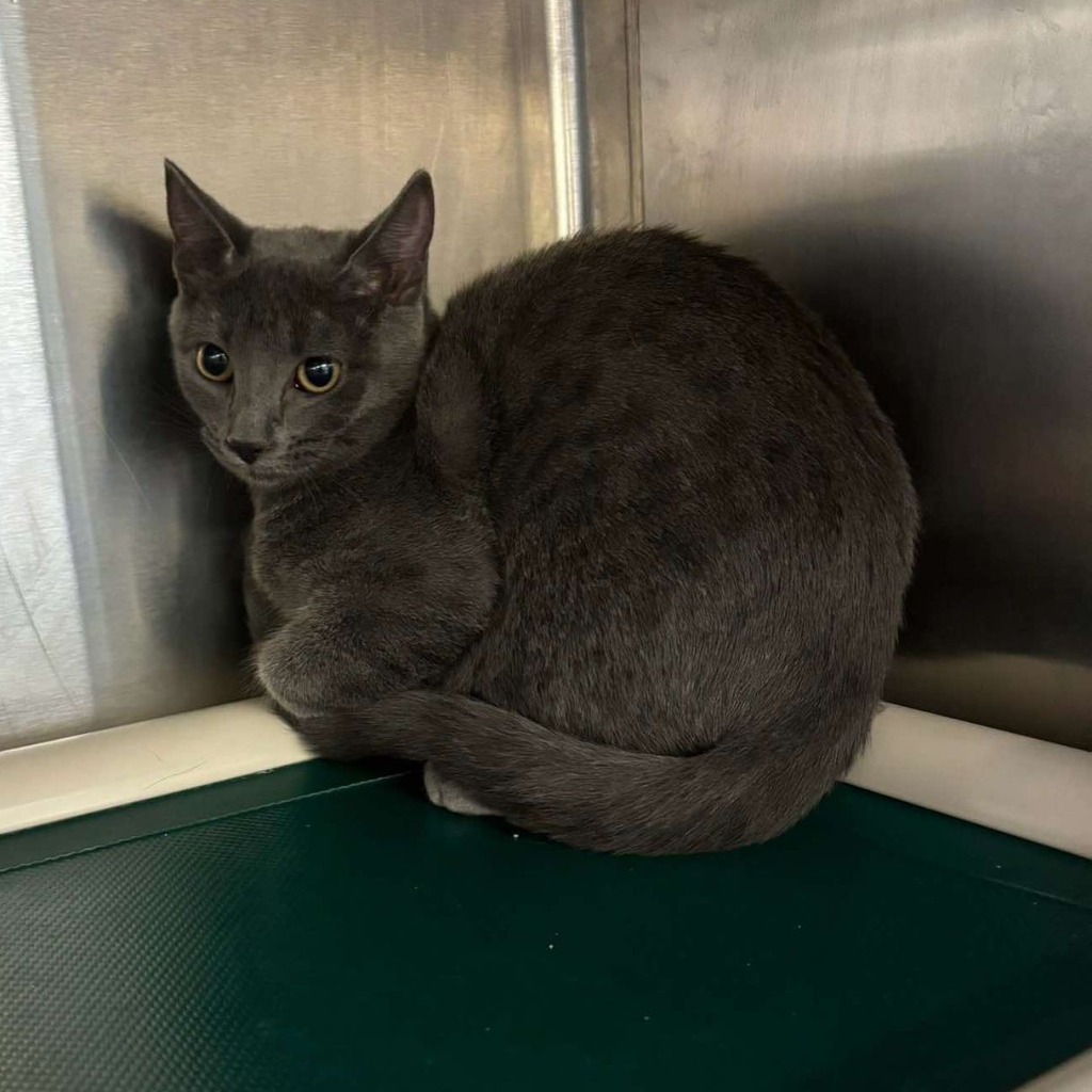 Betty, an adoptable Domestic Short Hair in Sunrise Beach, MO, 65079 | Photo Image 2