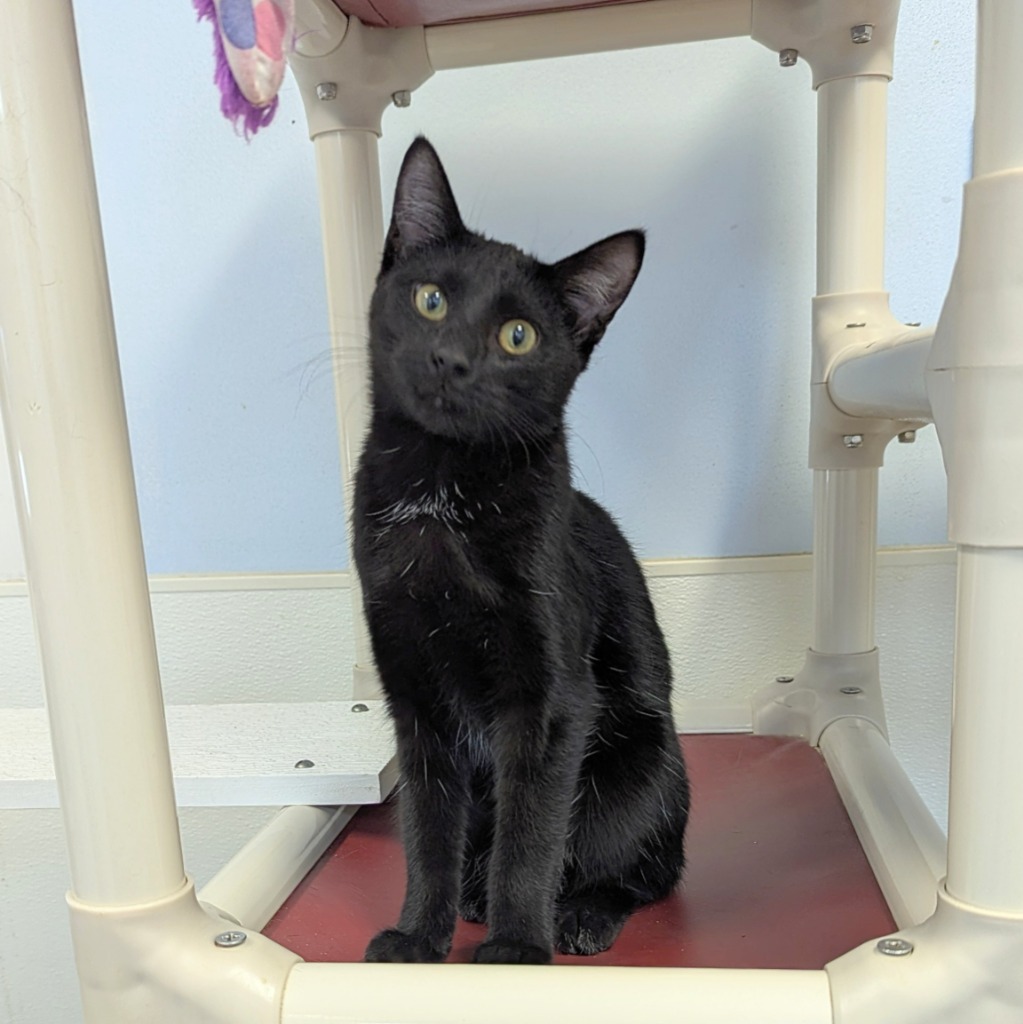 Veronica, an adoptable Domestic Short Hair in Sunrise Beach, MO, 65079 | Photo Image 1