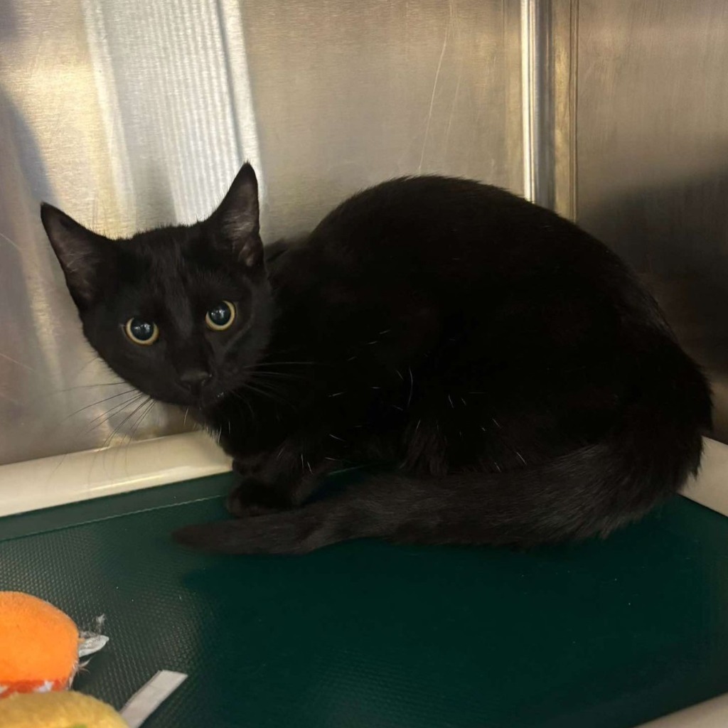 Veronica, an adoptable Domestic Short Hair in Sunrise Beach, MO, 65079 | Photo Image 2