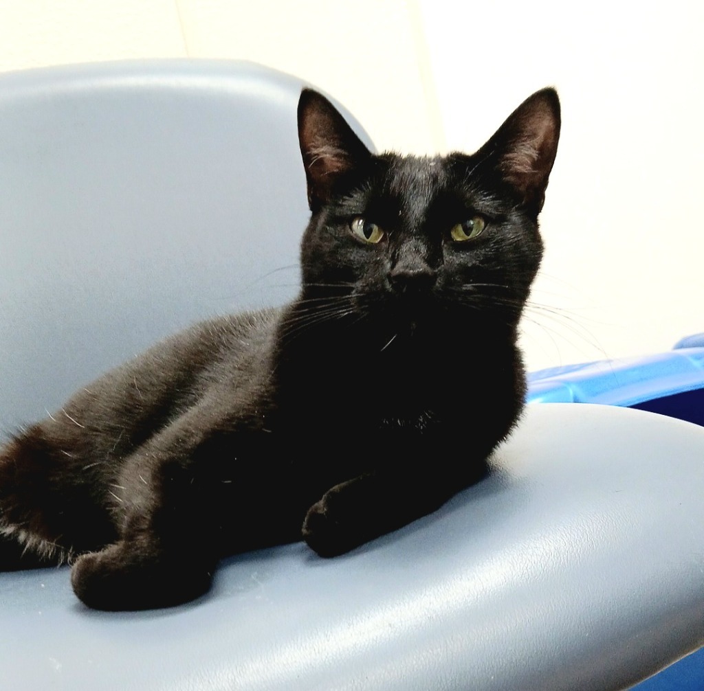 Veronica, an adoptable Domestic Short Hair in Sunrise Beach, MO, 65079 | Photo Image 3