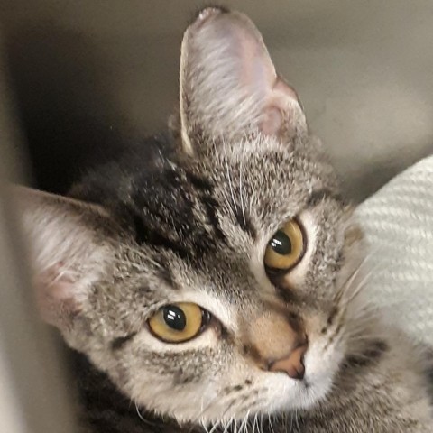 Mirepoix, an adoptable Domestic Short Hair in Spokane, WA, 99202 | Photo Image 1