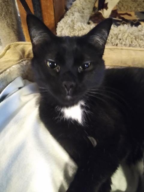 Connor, an adoptable Domestic Short Hair in Rice Lake, WI, 54868 | Photo Image 2