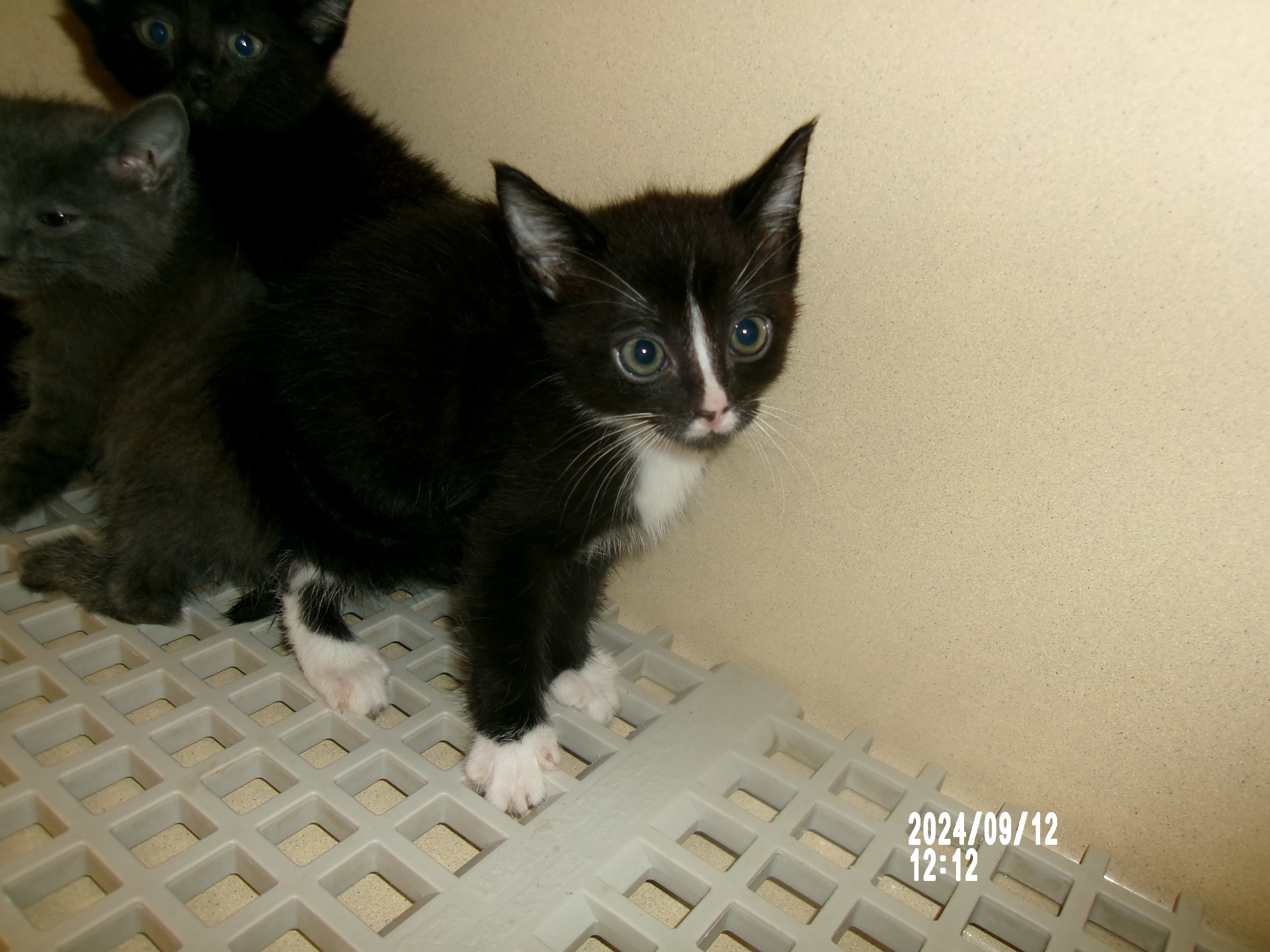 Mulan, an adoptable Domestic Short Hair in Clovis, NM, 88101 | Photo Image 1