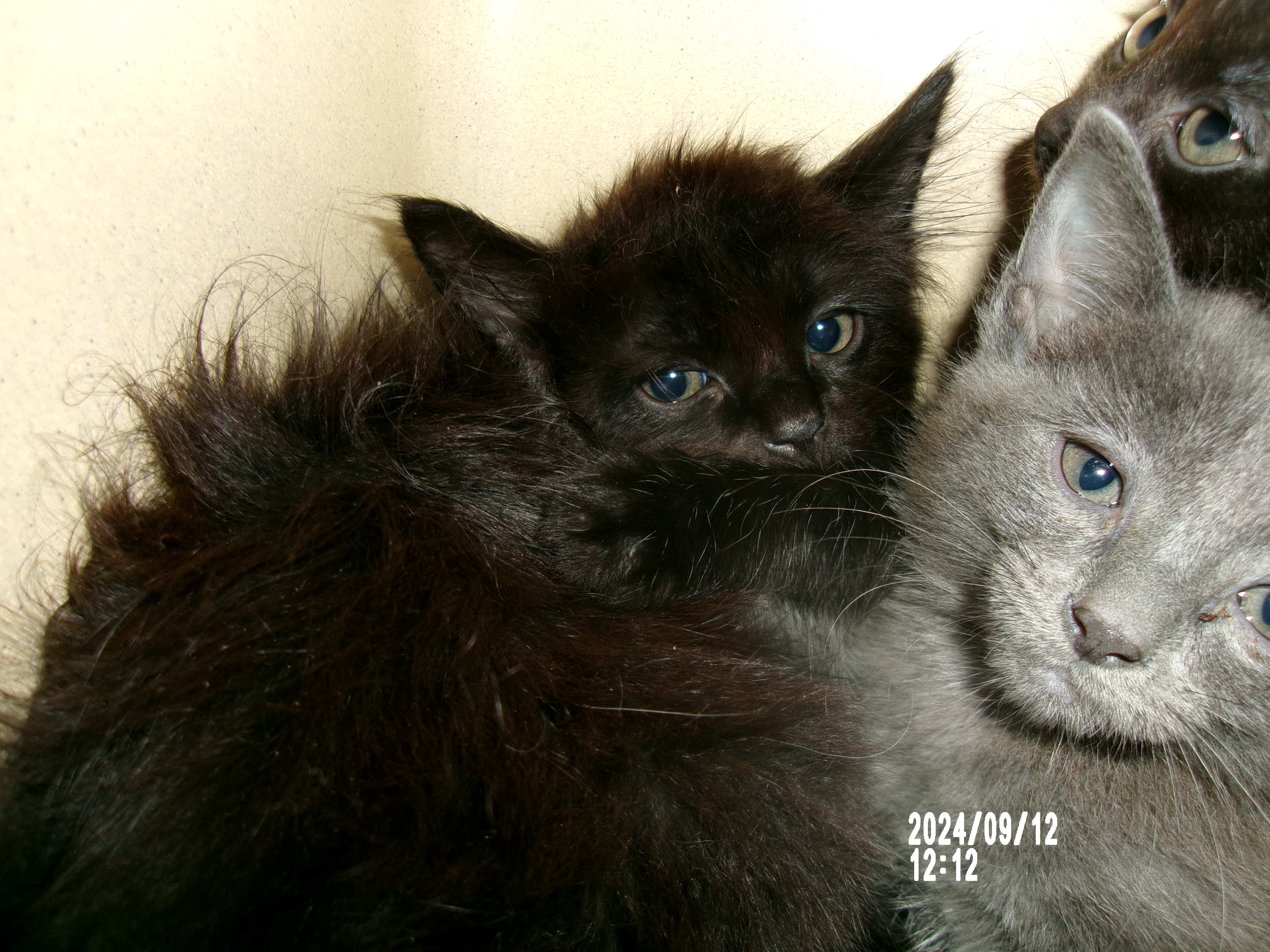 Su, an adoptable Domestic Short Hair in Clovis, NM, 88101 | Photo Image 1