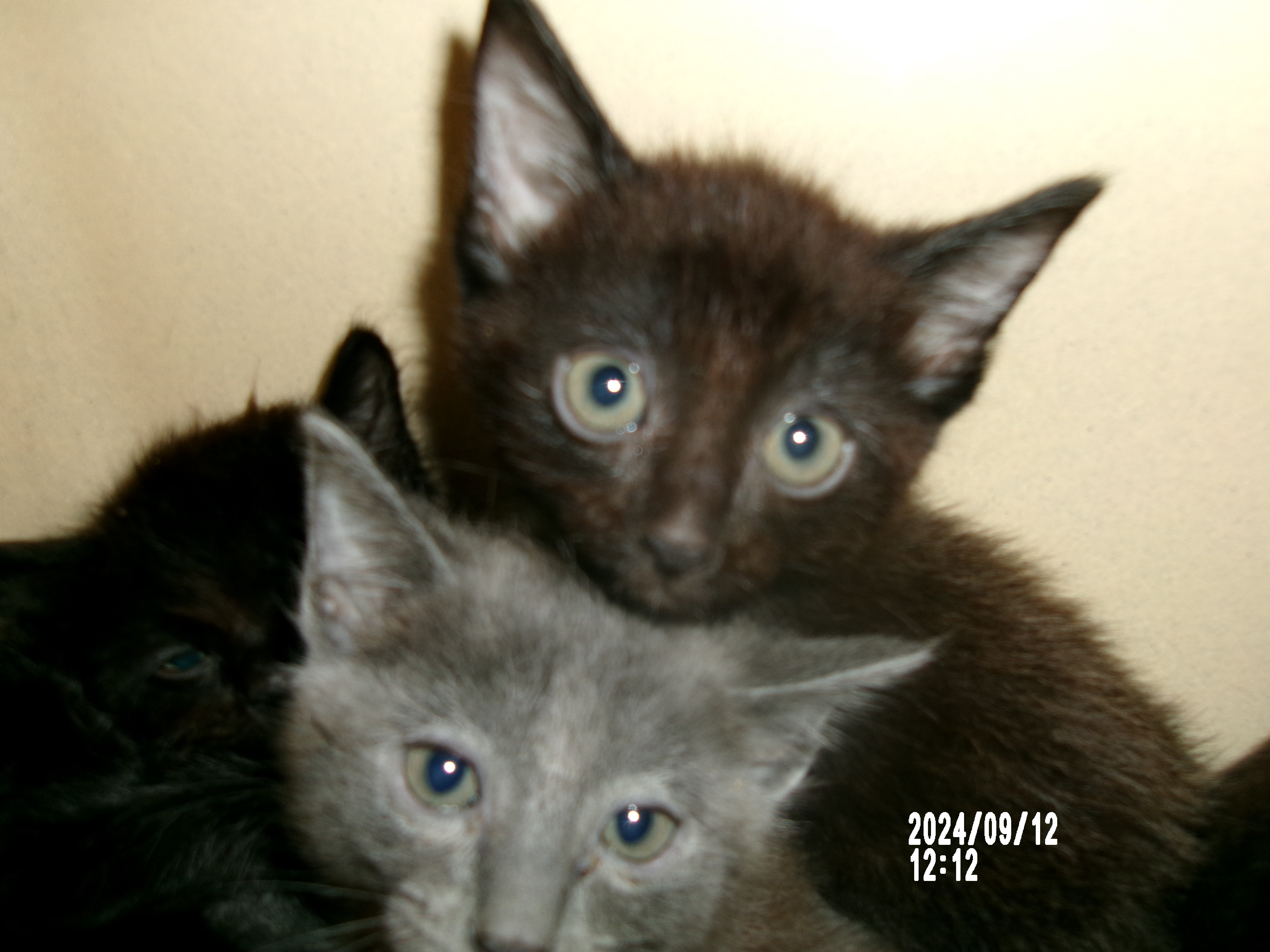 Ting Ting, an adoptable Domestic Short Hair in Clovis, NM, 88101 | Photo Image 1