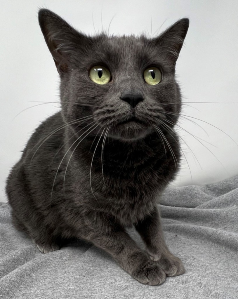 Baby Girl, an adoptable Domestic Short Hair in Kenai, AK, 99611 | Photo Image 1