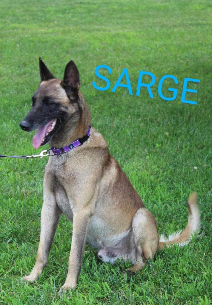 Sarge