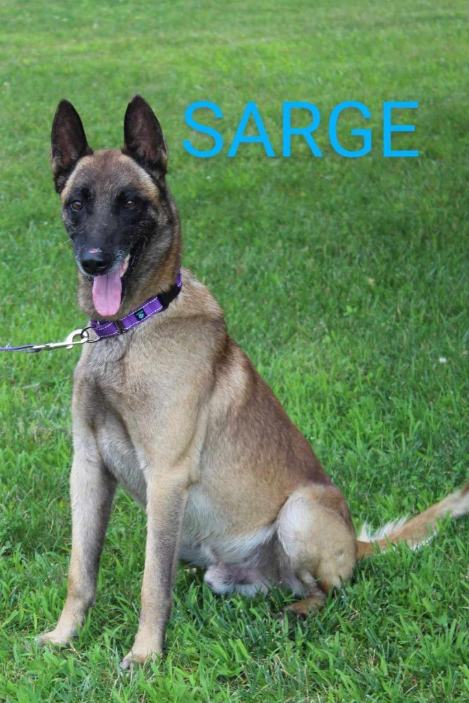 Sarge