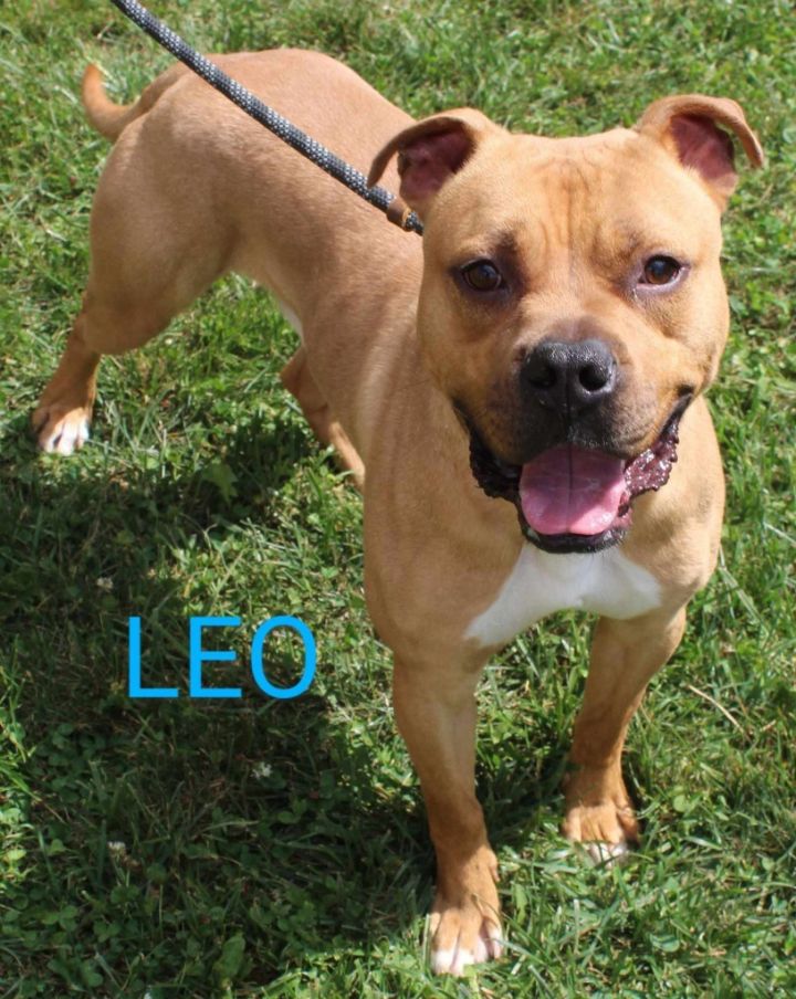Leo 3