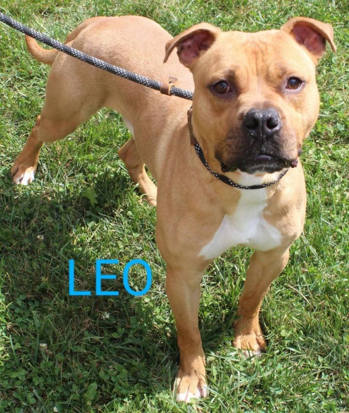 Leo 4