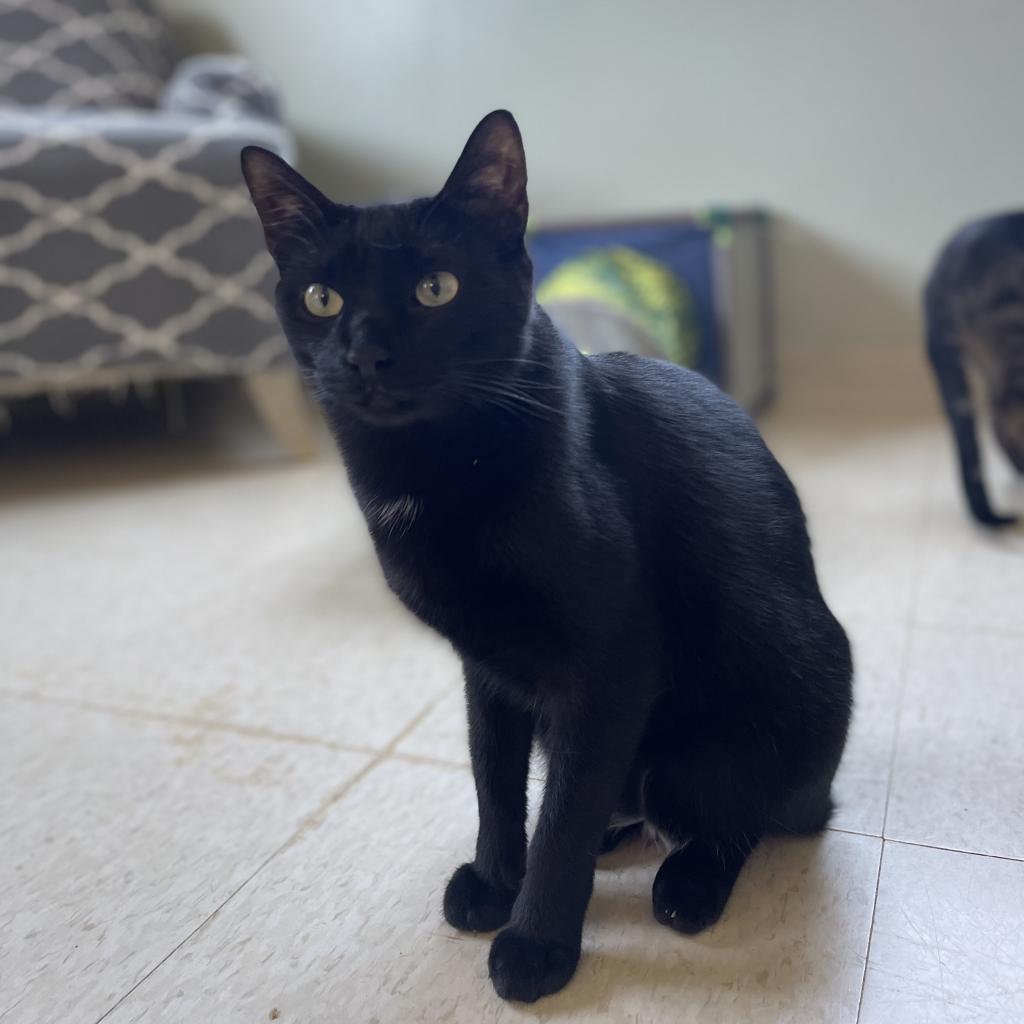 Poe, an adoptable Domestic Short Hair in Milford, IA, 51351 | Photo Image 1