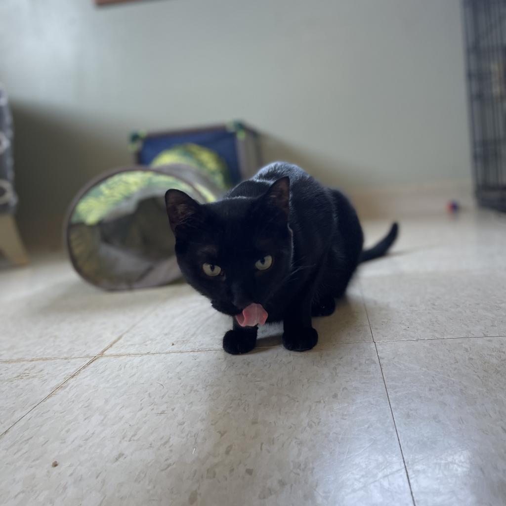 Poe, an adoptable Domestic Short Hair in Milford, IA, 51351 | Photo Image 3