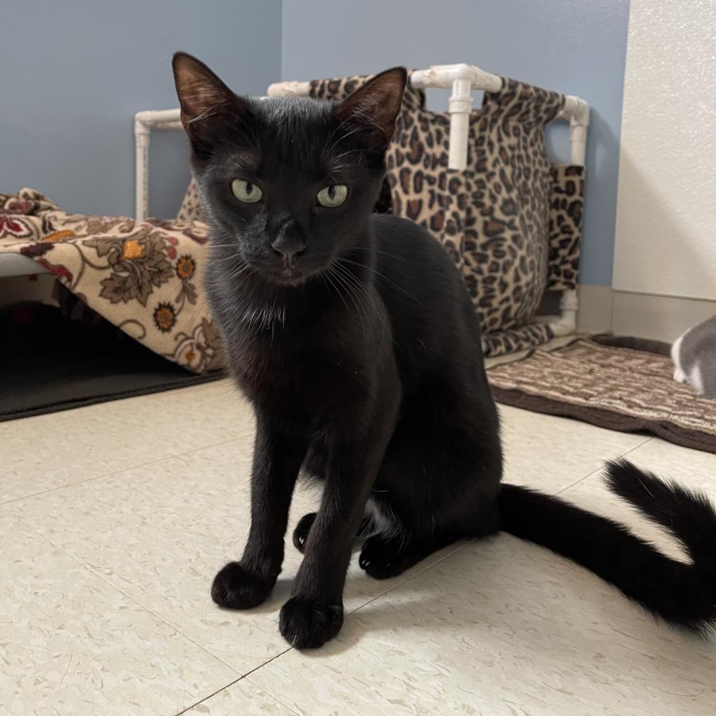 Poe, an adoptable Domestic Short Hair in Milford, IA, 51351 | Photo Image 5