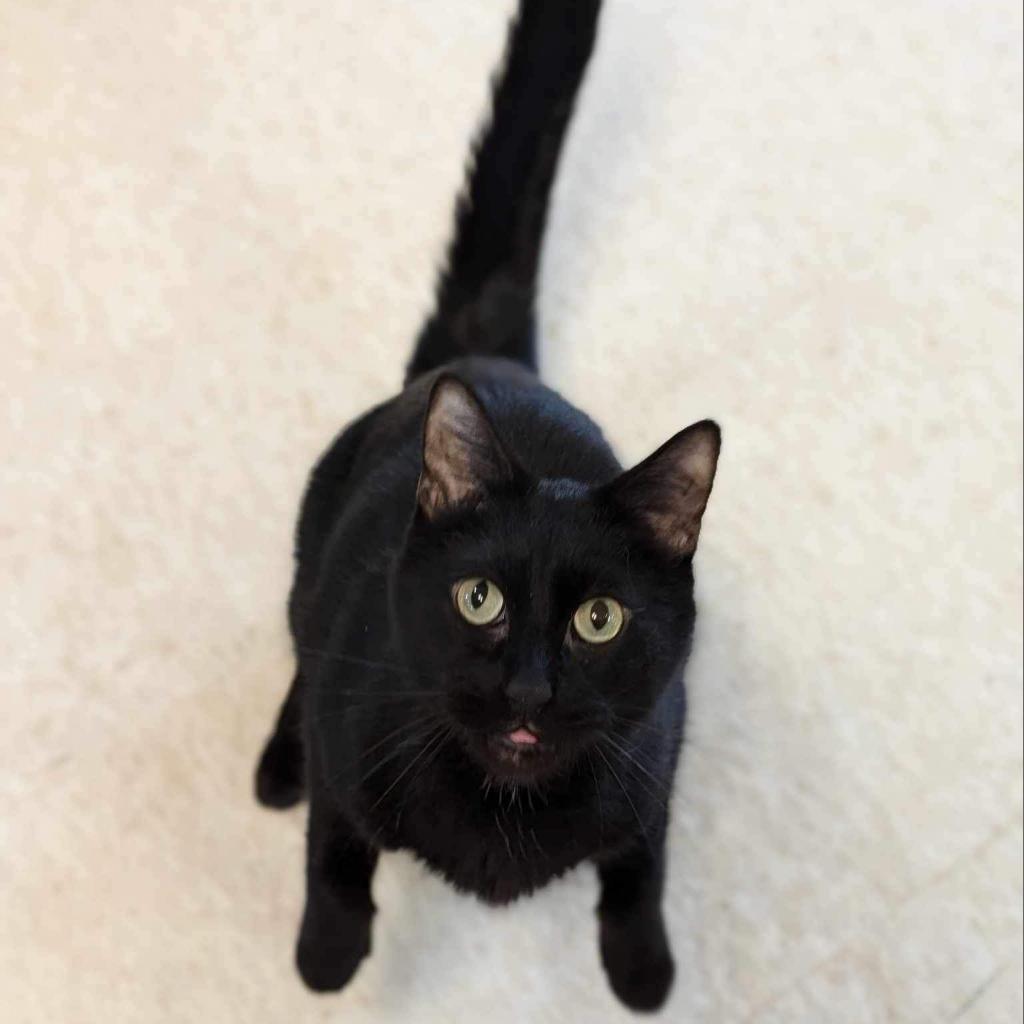 Munchkin, an adoptable Domestic Short Hair in Milford, IA, 51351 | Photo Image 1