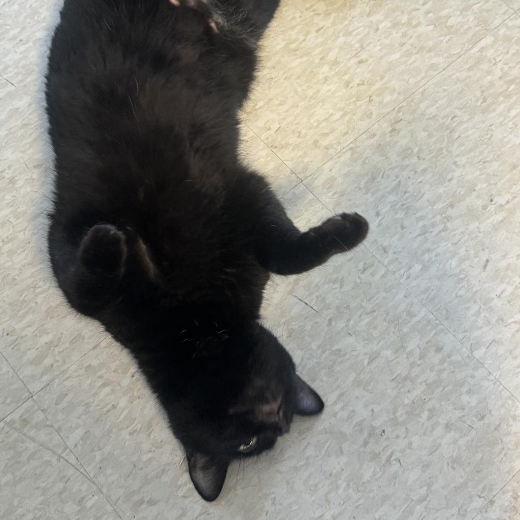 Munchkin, an adoptable Domestic Short Hair in Milford, IA, 51351 | Photo Image 2