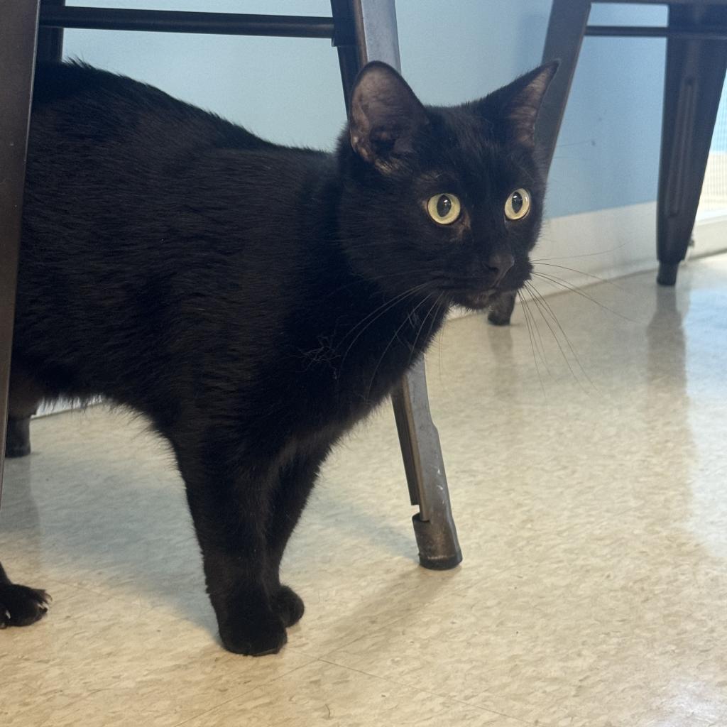 Munchkin, an adoptable Domestic Short Hair in Milford, IA, 51351 | Photo Image 3