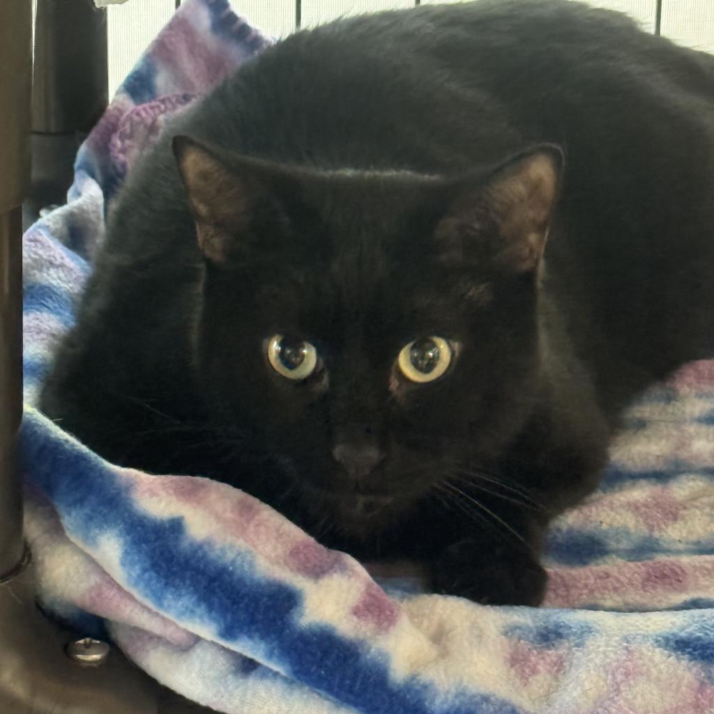 Munchkin, an adoptable Domestic Short Hair in Milford, IA, 51351 | Photo Image 4