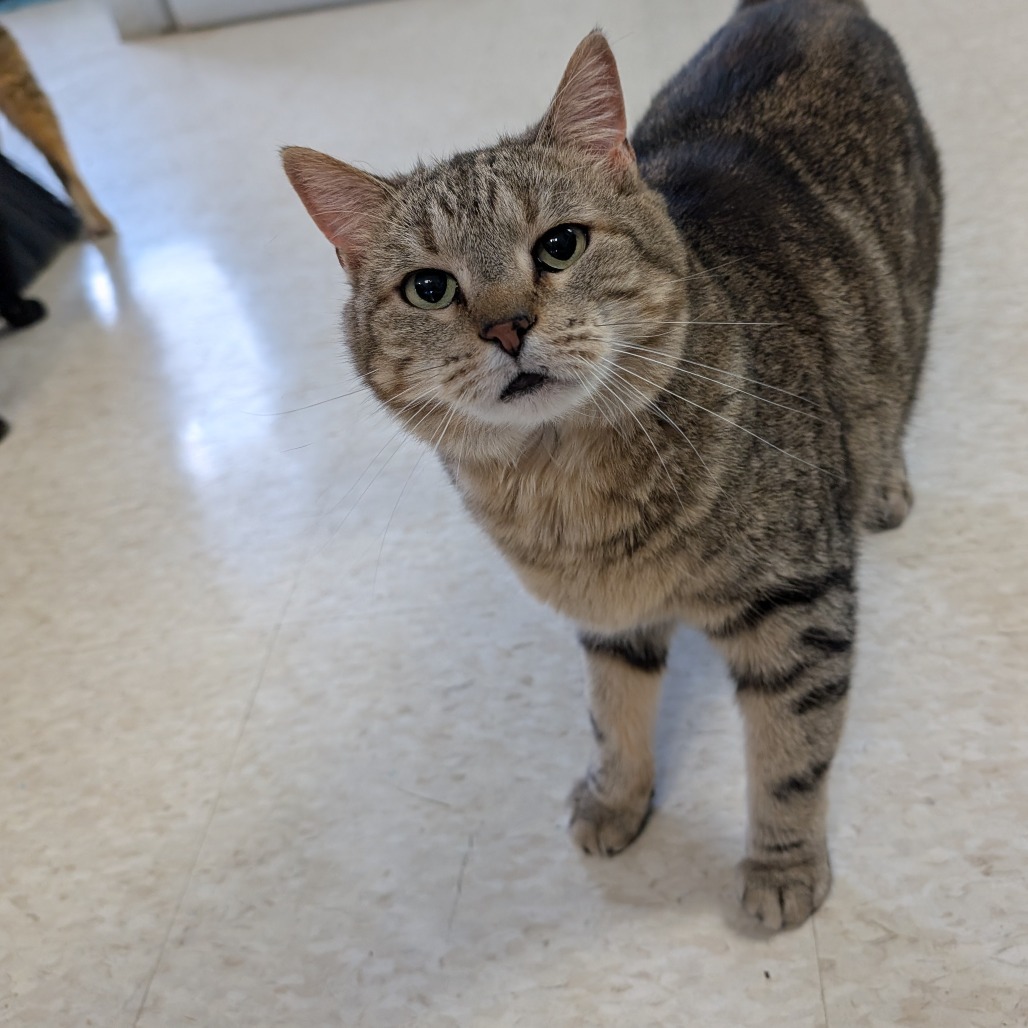 Athena, an adoptable Domestic Short Hair in Milford, IA, 51351 | Photo Image 1