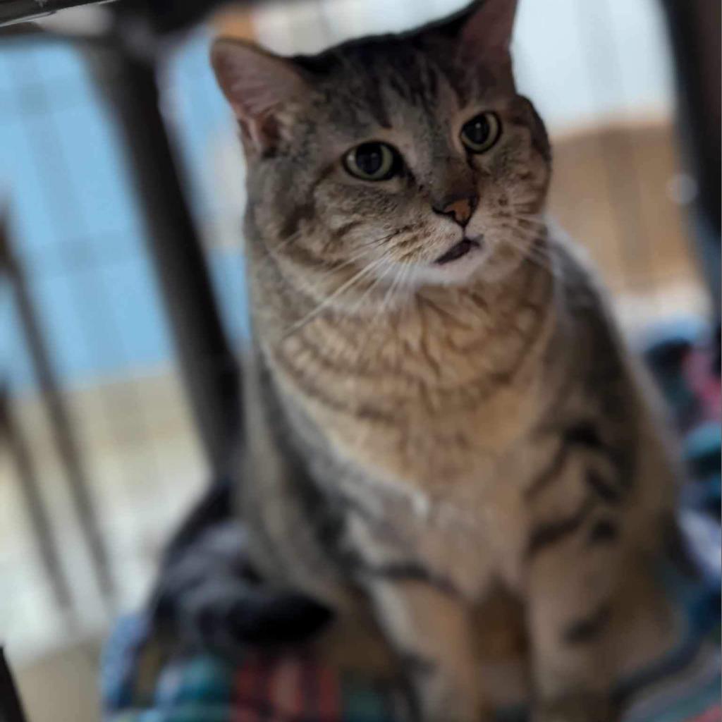 Athena, an adoptable Domestic Short Hair in Milford, IA, 51351 | Photo Image 2