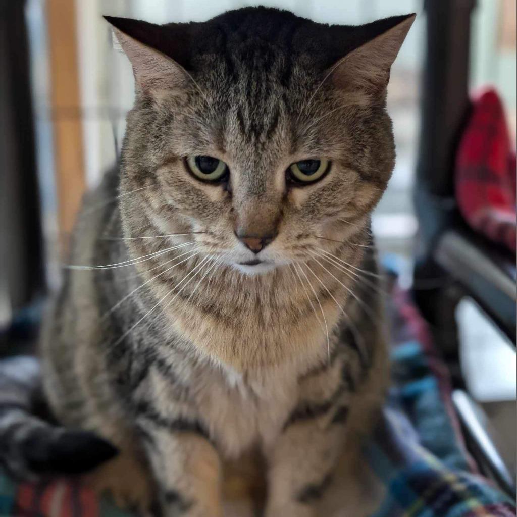 Athena, an adoptable Domestic Short Hair in Milford, IA, 51351 | Photo Image 3