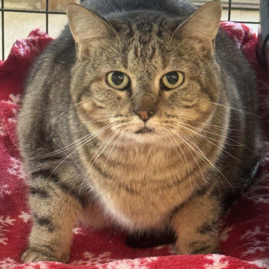 Athena, an adoptable Domestic Short Hair in Milford, IA, 51351 | Photo Image 4