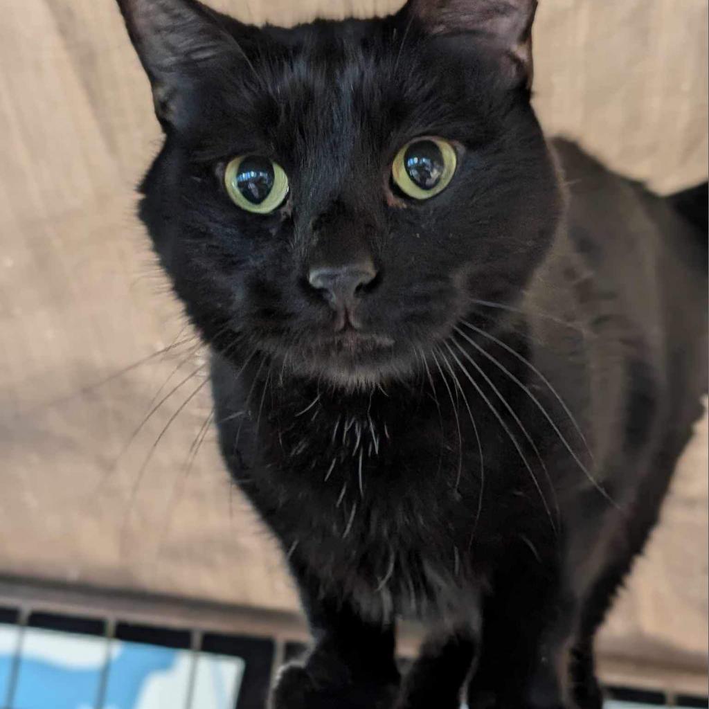 George, an adoptable Domestic Short Hair in Milford, IA, 51351 | Photo Image 1