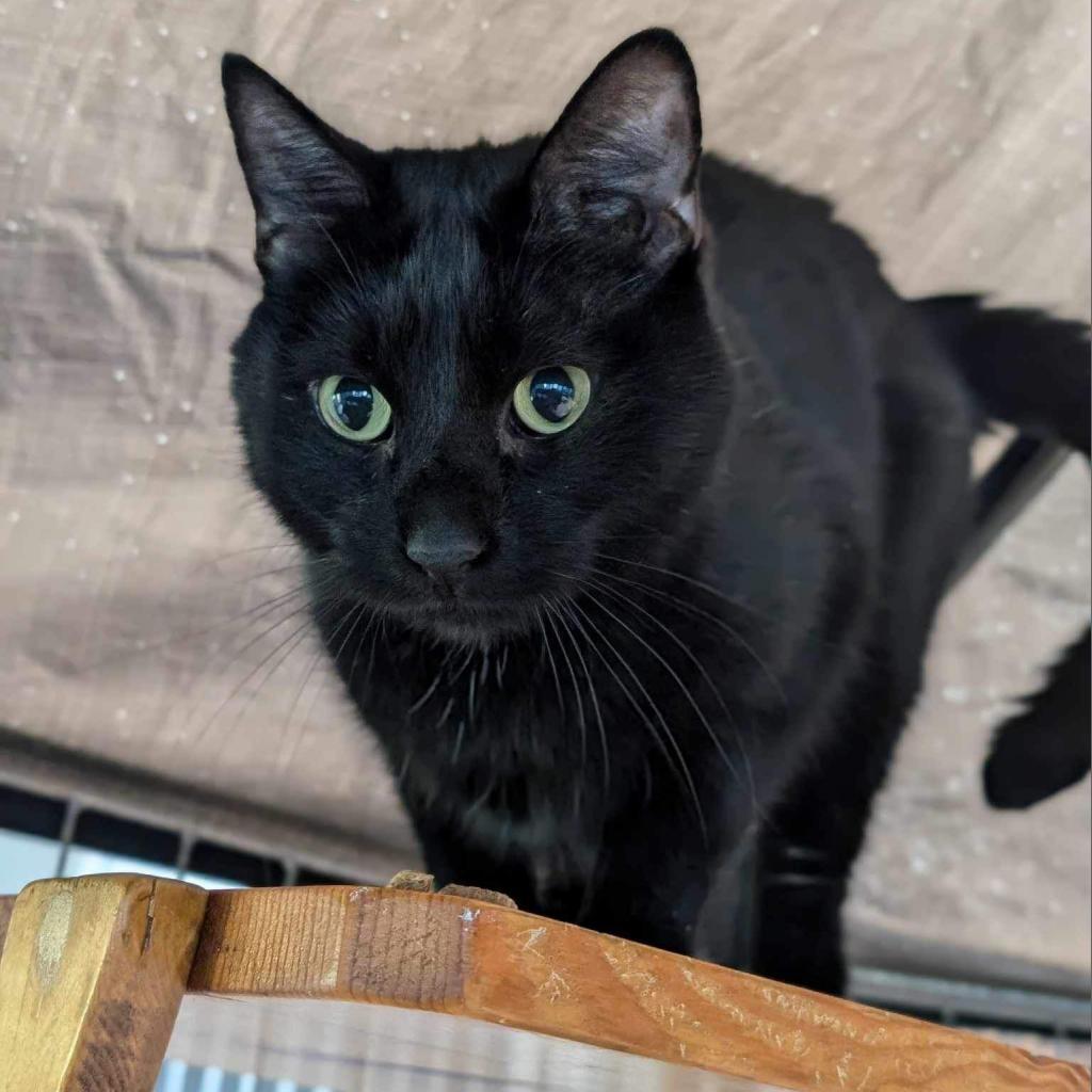George, an adoptable Domestic Short Hair in Milford, IA, 51351 | Photo Image 2