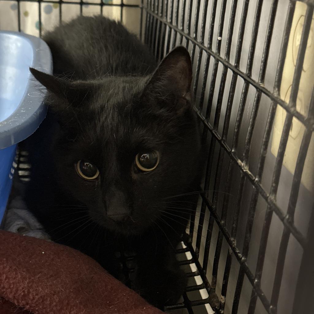 George, an adoptable Domestic Short Hair in Milford, IA, 51351 | Photo Image 3