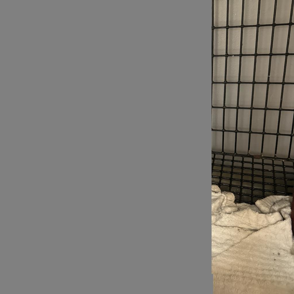 George, an adoptable Domestic Short Hair in Milford, IA, 51351 | Photo Image 4