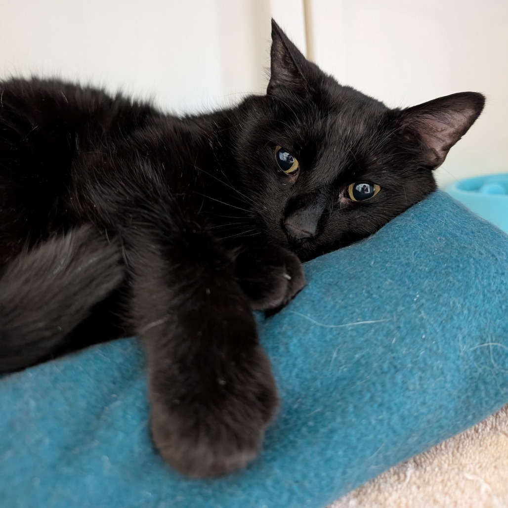 George, an adoptable Domestic Short Hair in Milford, IA, 51351 | Photo Image 5