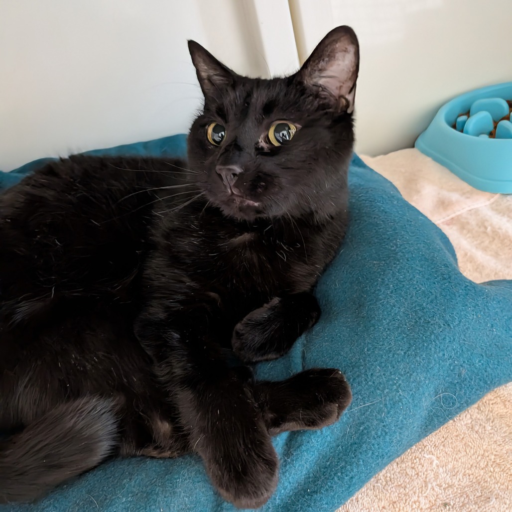 George, an adoptable Domestic Short Hair in Milford, IA, 51351 | Photo Image 6
